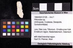 Foto (Objket + Etiketten) von Pithonoton sp. 